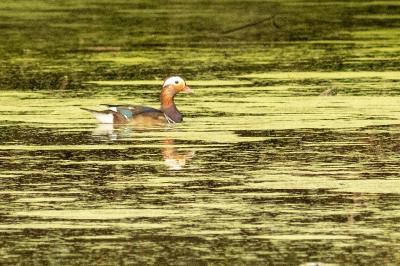 Canard mandarin