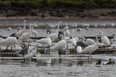 Ardea alba