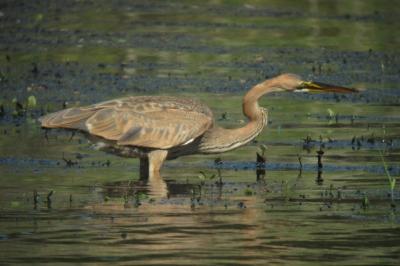 Héron pourpré