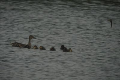 Canard colvert