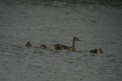 Canard colvert