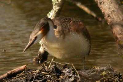 Podiceps cristatus