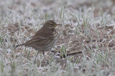 Anthus spinoletta