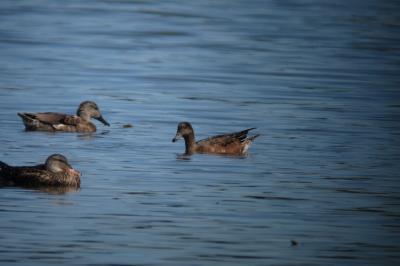 Canard siffleur