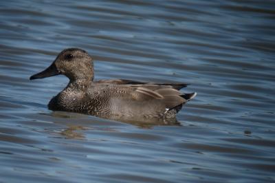 Canard chipeau