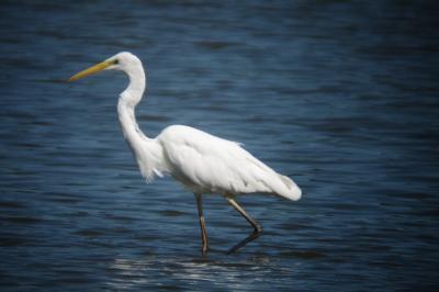 Ardea alba