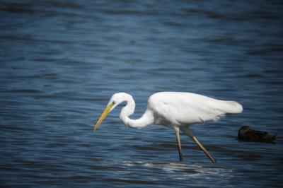Grande Aigrette