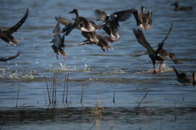 Canard souchet