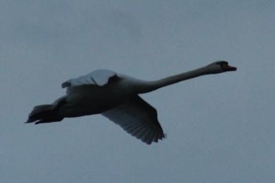 Cygne tuberculé