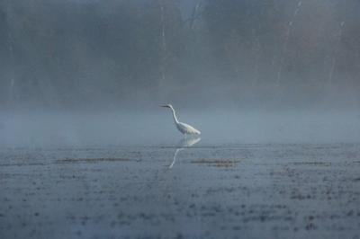 Ardea alba