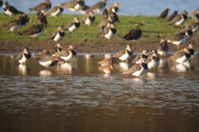 Vanellus vanellus