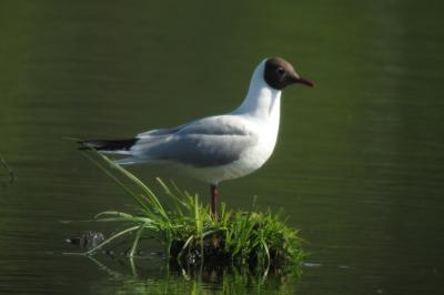 Mouette rieuse