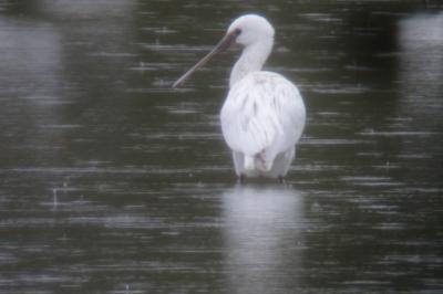 Platalea leucorodia
