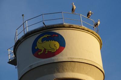 Cigogne blanche