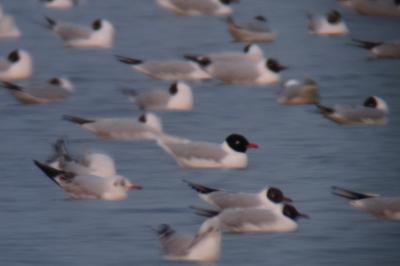 Mouette mélanocéphale