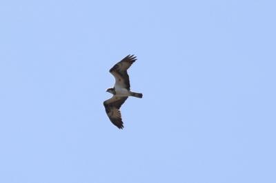 Pandion haliaetus