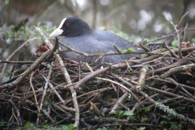 Fulica atra