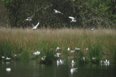 Mouette rieuse