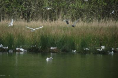 Mouette rieuse