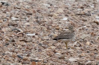 Burhinus oedicnemus