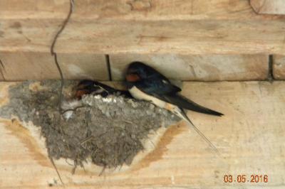 Hirondelle rustique