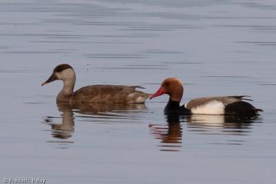 Nette rousse