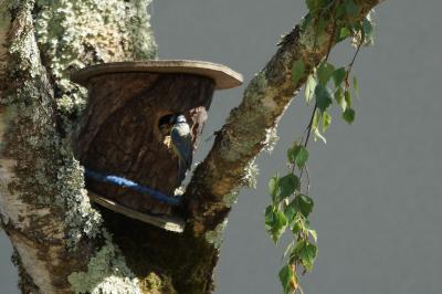 Mésange bleue