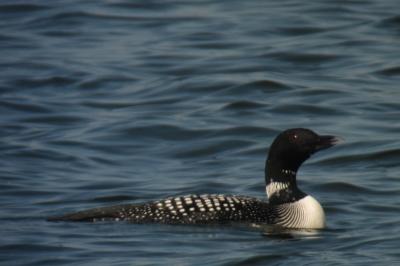 Plongeon imbrin