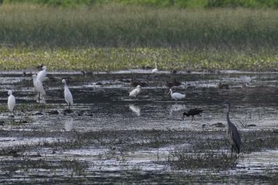 Ibis falcinelle