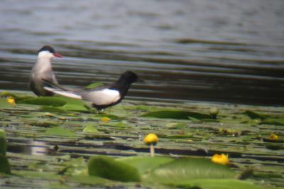 Guifette leucoptère