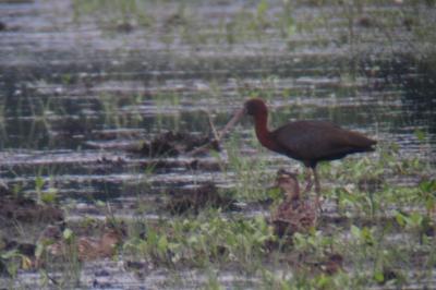 Ibis falcinelle