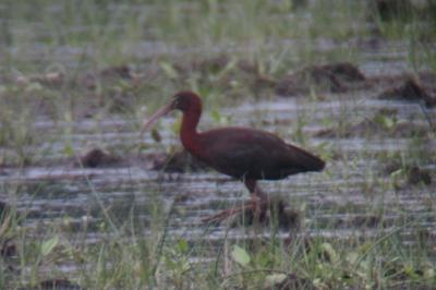 Ibis falcinelle