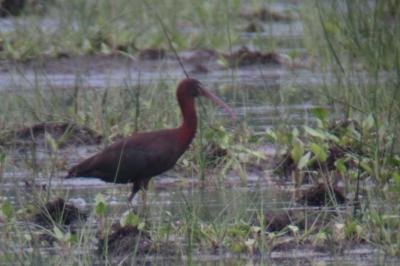 Ibis falcinelle