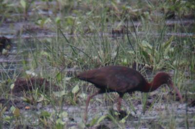 Ibis falcinelle