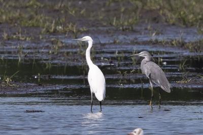 Aigrette des récifs