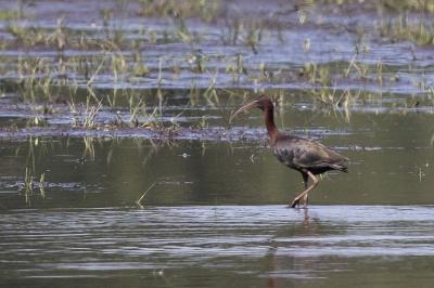 Ibis falcinelle