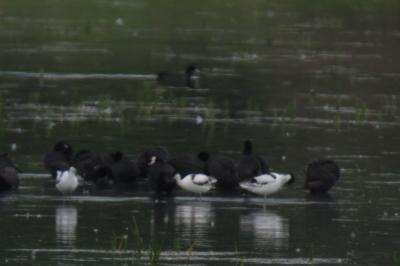 Avocette élégante