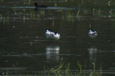Avocette élégante