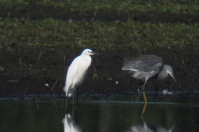 Aigrette des récifs
