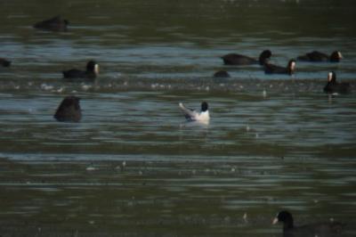 Mouette pygmée