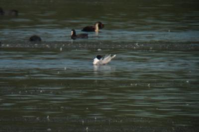 Mouette pygmée