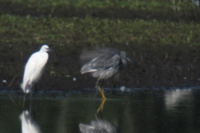 Aigrette des récifs