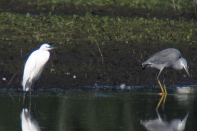 Aigrette des récifs