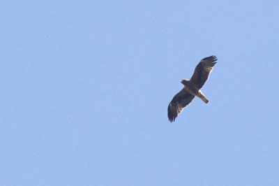 Aigle botté