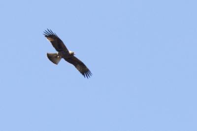 Aigle botté