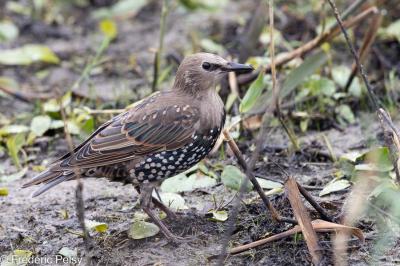 Sturnus vulgaris