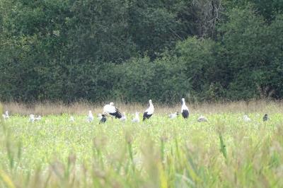 Cigogne blanche