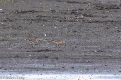 Calidris ferruginea