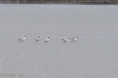 Avocette élégante