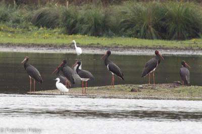 Cigogne noire